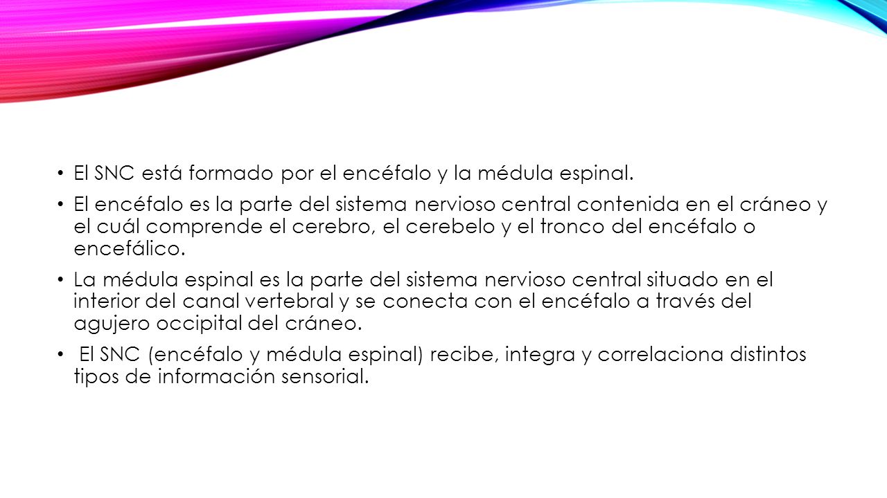 El SNC está formado por el encéfalo y la médula espinal.