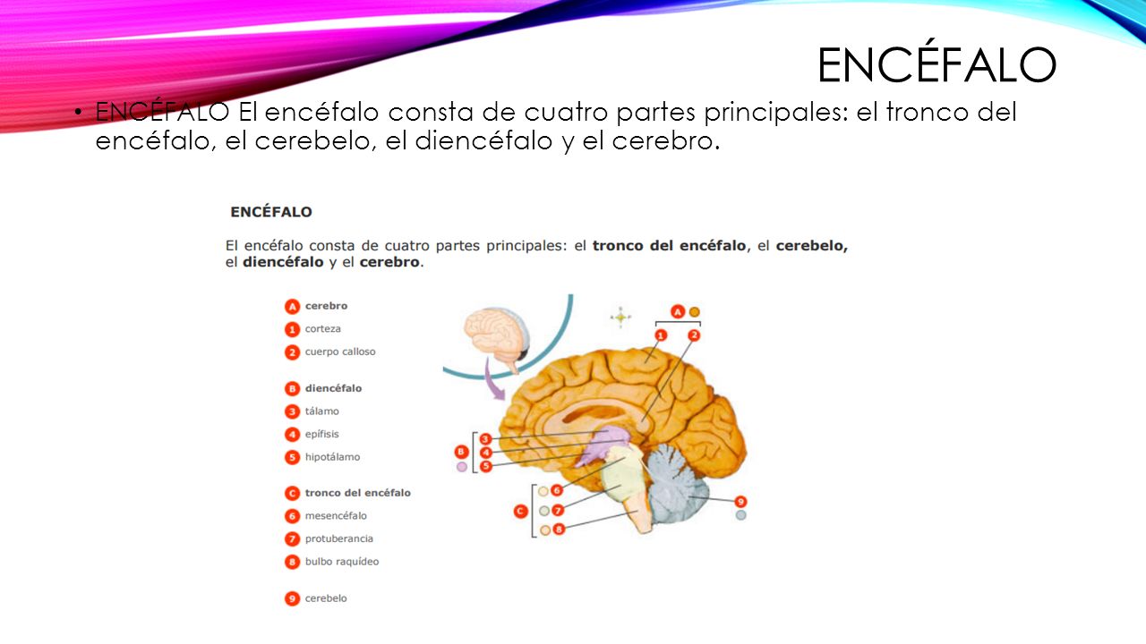encéfalo ENCÉFALO El encéfalo consta de cuatro partes principales: el tronco del encéfalo, el cerebelo, el diencéfalo y el cerebro.