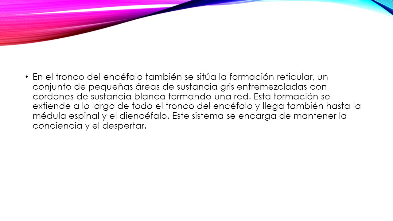En el tronco del encéfalo también se sitúa la formación reticular, un conjunto de pequeñas áreas de sustancia gris entremezcladas con cordones de sustancia blanca formando una red.