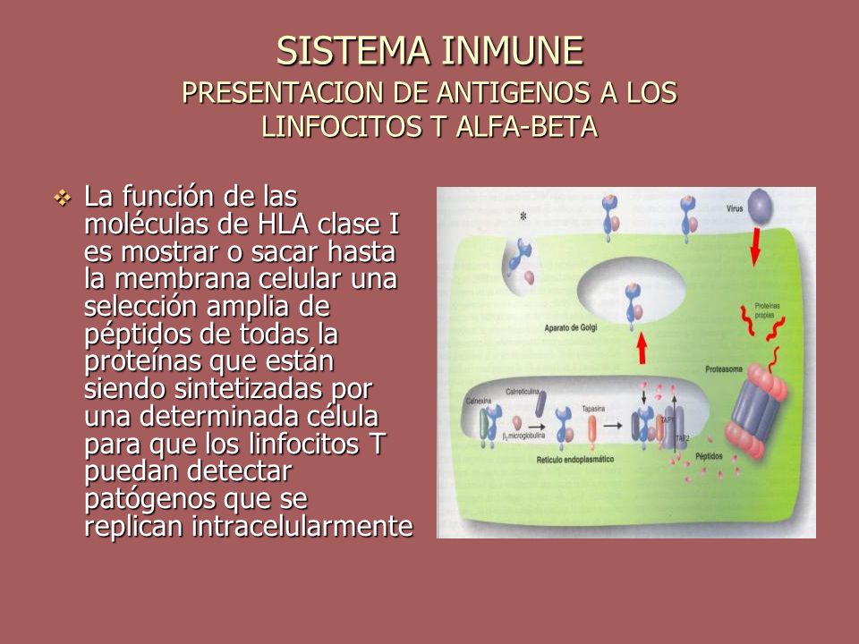 SISTEMA INMUNE PRESENTACION DE ANTIGENOS A LOS LINFOCITOS T ALFA-BETA