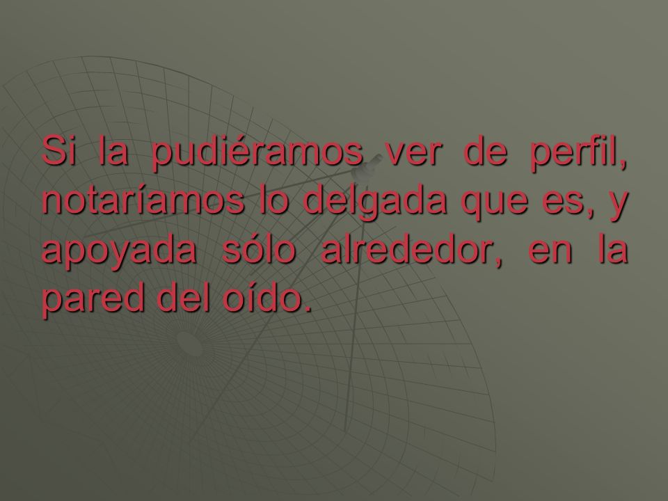 Si la pudiéramos ver de perfil, notaríamos lo delgada que es, y apoyada sólo alrededor, en la pared del oído.