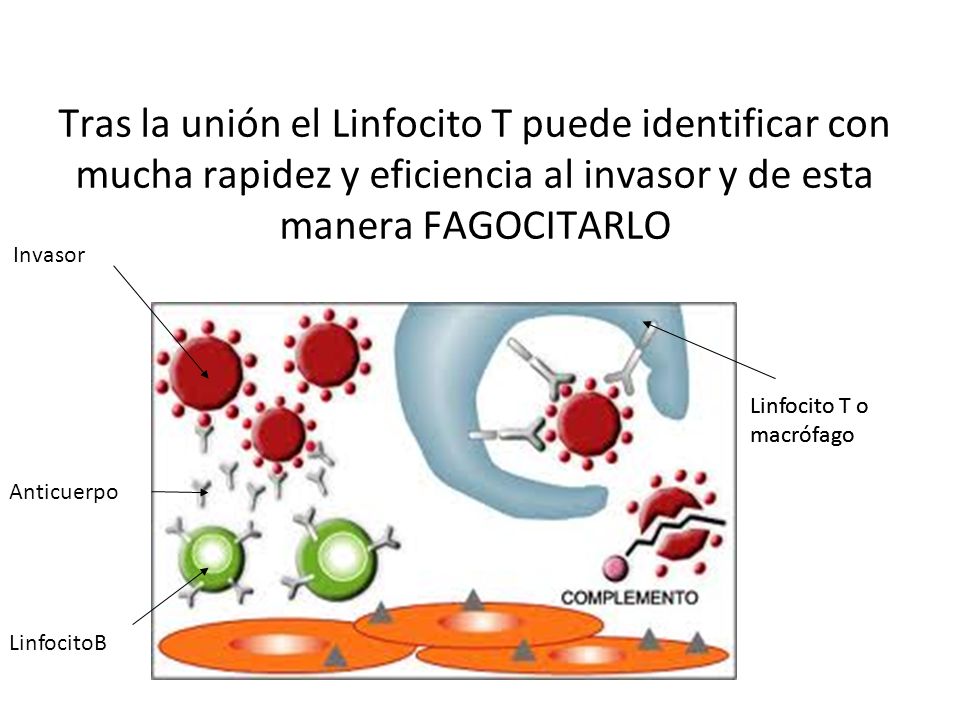 Tras la unión el Linfocito T puede identificar con mucha rapidez y eficiencia al invasor y de esta manera FAGOCITARLO