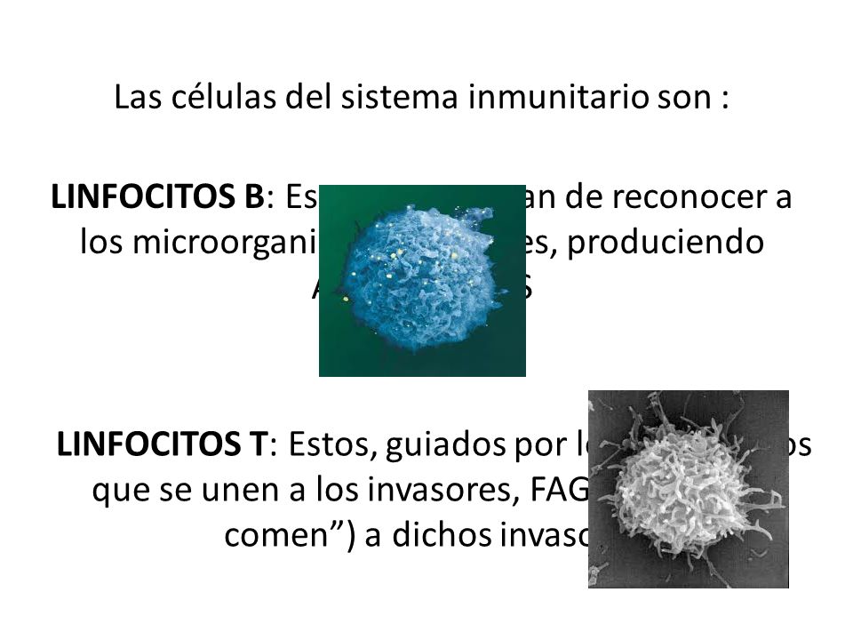 Las células del sistema inmunitario son :