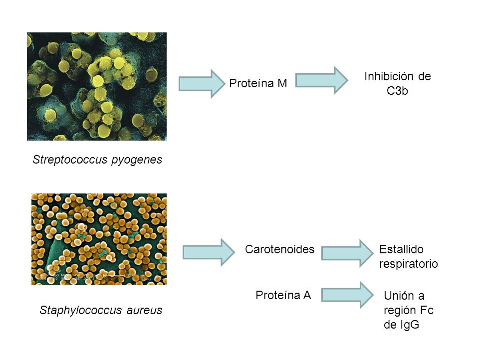 Inhibición de C3b Proteína M. Streptococcus pyogenes. Carotenoides. Estallido respiratorio. Proteína A.