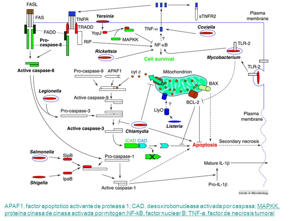 APAF1, factor apoptotico activante de proteasa 1; CAD, desoxirobonucleasa activada por caspasa; MAPKK, proteína cinasa de cinasa activada por mitogen;NF-kB, factor nuclear B; TNF-a, factor de necrosis tumoral