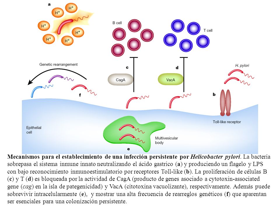 Mecanismos para el establecimiento de una infección persistente por Helicobacter pylori.