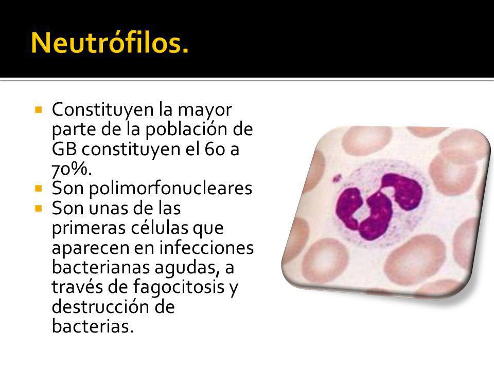 Neutrófilos. Constituyen la mayor parte de la población de GB constituyen el 60 a 70%. Son polimorfonucleares.