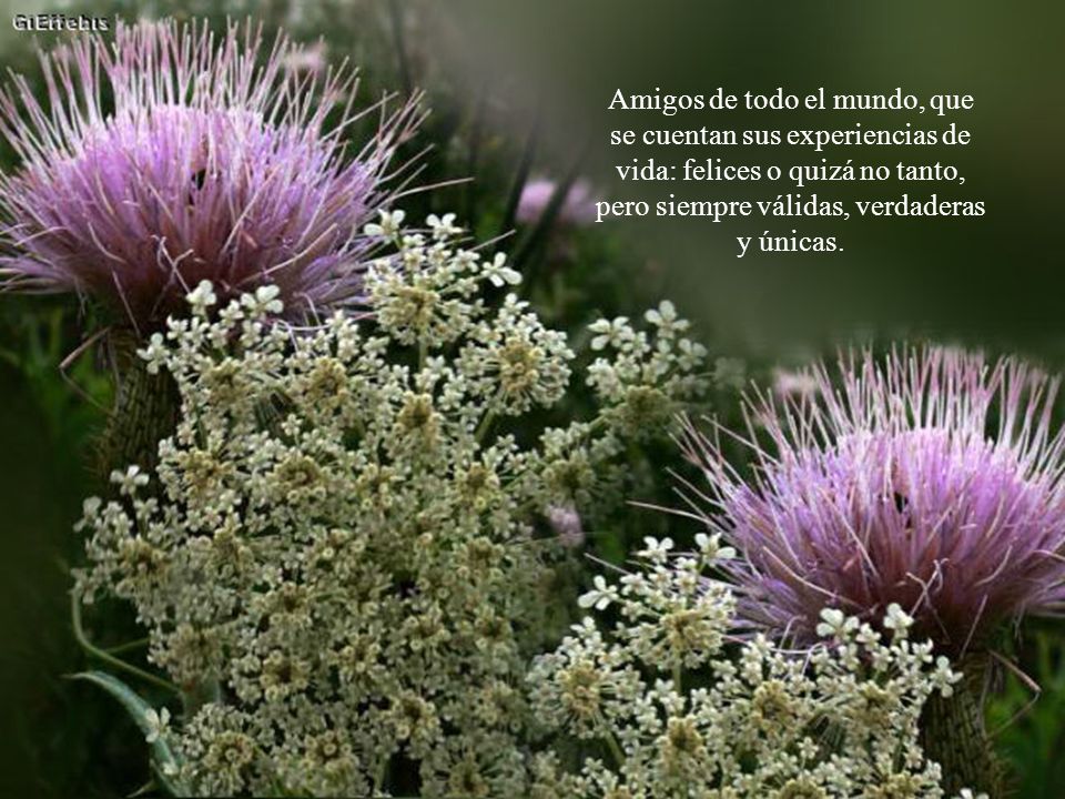 Amigos de todo el mundo, que se cuentan sus experiencias de vida: felices o quizá no tanto, pero siempre válidas, verdaderas y únicas.