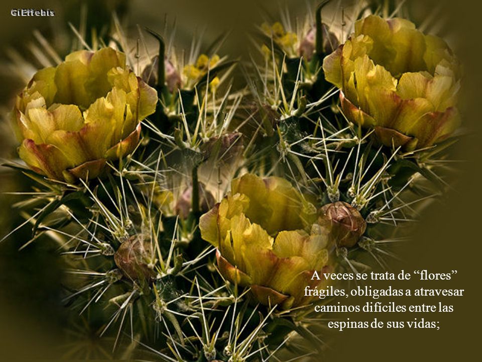 A veces se trata de flores frágiles, obligadas a atravesar caminos difíciles entre las espinas de sus vidas;