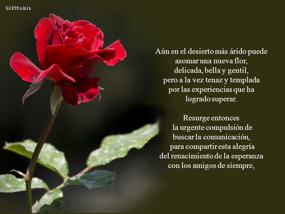 Aún en el desierto más árido puede asomar una nueva flor,