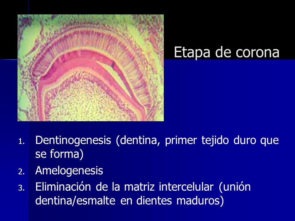 Etapa de corona Dentinogenesis (dentina, primer tejido duro que se forma) Amelogenesis.