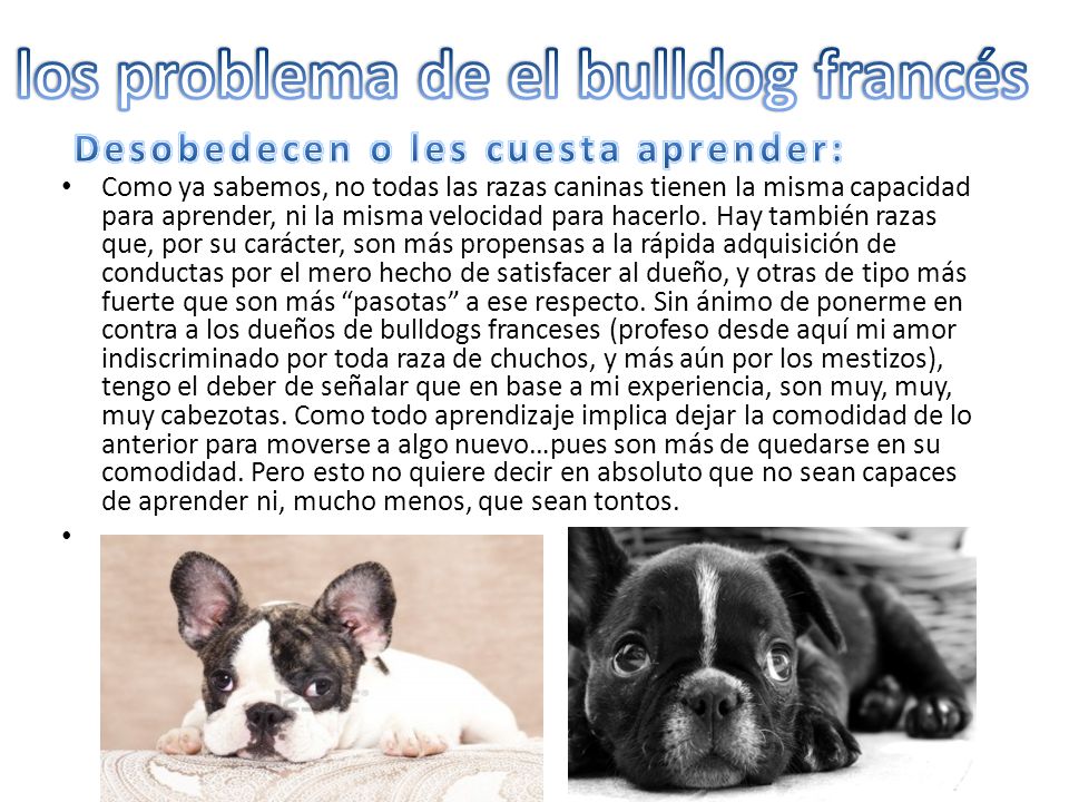 los problema de el bulldog francés Desobedecen o les cuesta aprender: