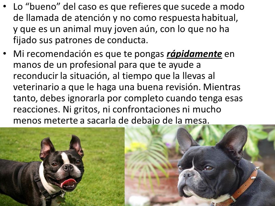 Lo bueno del caso es que refieres que sucede a modo de llamada de atención y no como respuesta habitual, y que es un animal muy joven aún, con lo que no ha fijado sus patrones de conducta.