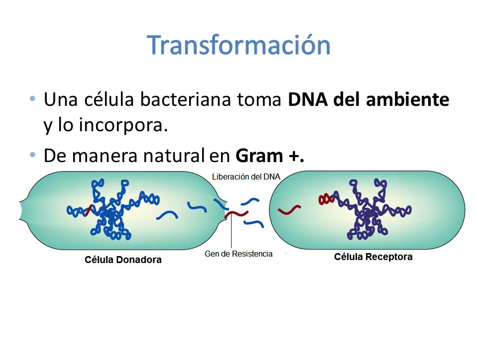 Transformación Una célula bacteriana toma DNA del ambiente y lo incorpora.