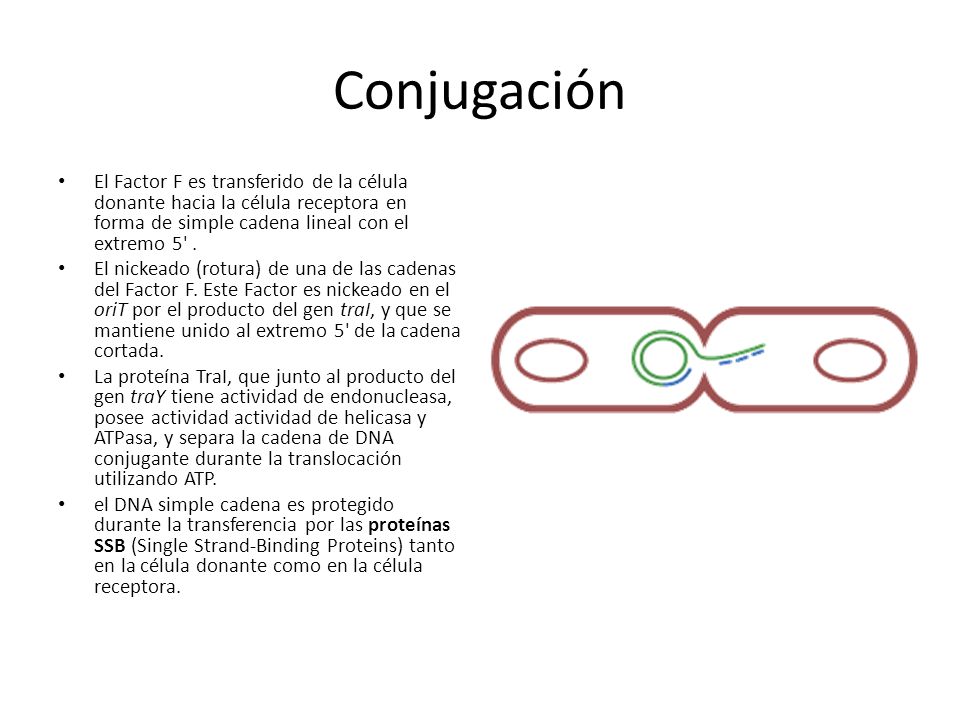 Conjugación El Factor F es transferido de la célula donante hacia la célula receptora en forma de simple cadena lineal con el extremo 5 .