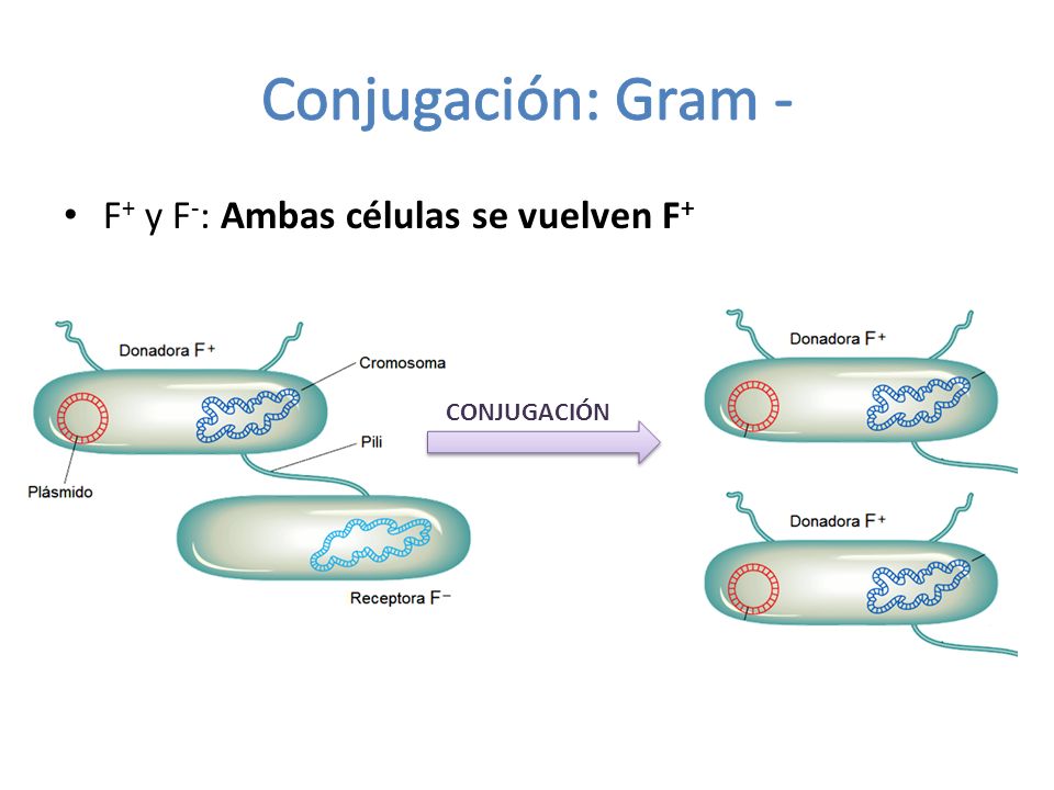 Conjugación: Gram - F+ y F-: Ambas células se vuelven F+ CONJUGACIÓN