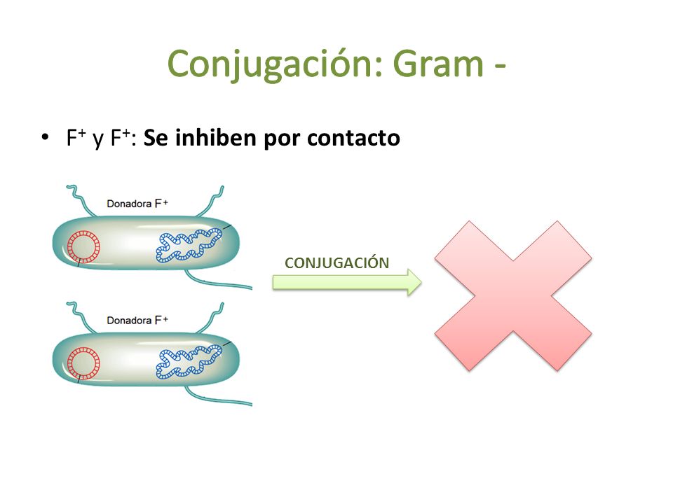 Conjugación: Gram - F+ y F+: Se inhiben por contacto CONJUGACIÓN