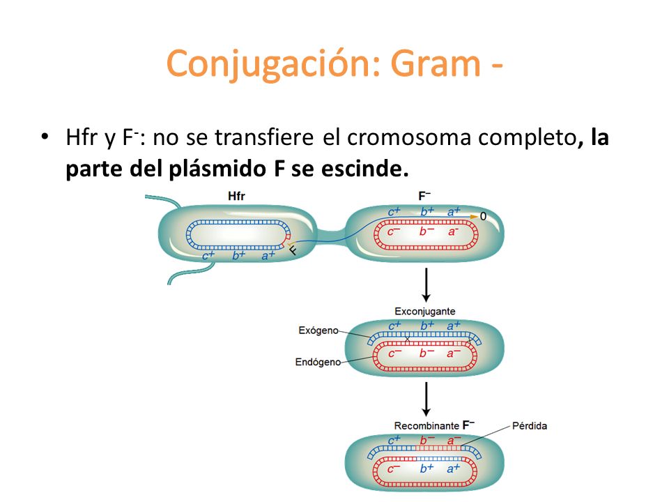Conjugación: Gram - Hfr y F-: no se transfiere el cromosoma completo, la parte del plásmido F se escinde.