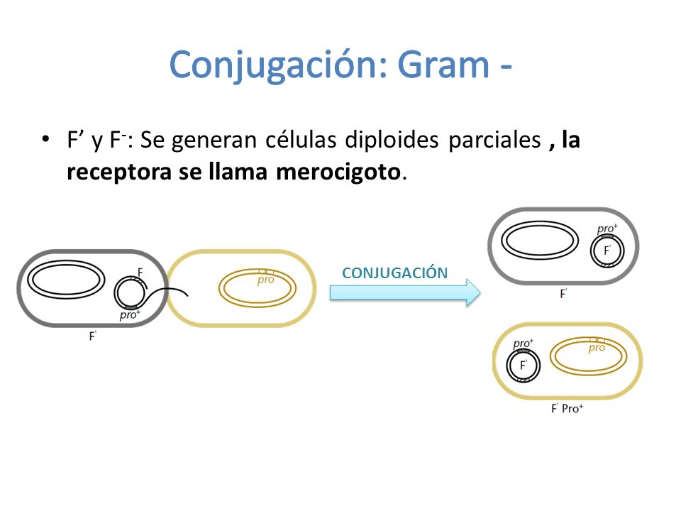 Conjugación: Gram - F’ y F-: Se generan células diploides parciales , la receptora se llama merocigoto.