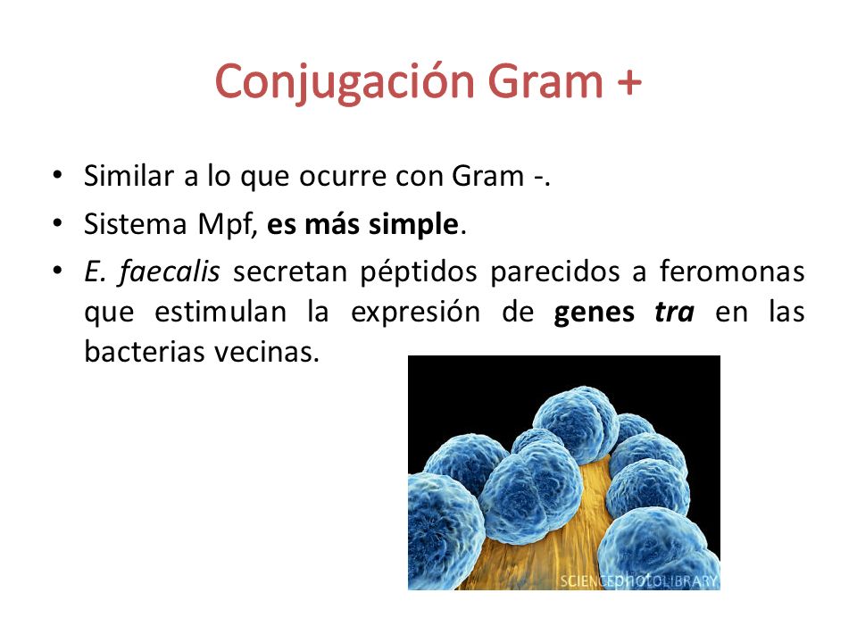 Conjugación Gram + Similar a lo que ocurre con Gram -.