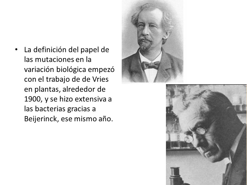 La definición del papel de las mutaciones en la variación biológica empezó con el trabajo de de Vries en plantas, alrededor de 1900, y se hizo extensiva a las bacterias gracias a Beijerinck, ese mismo año.