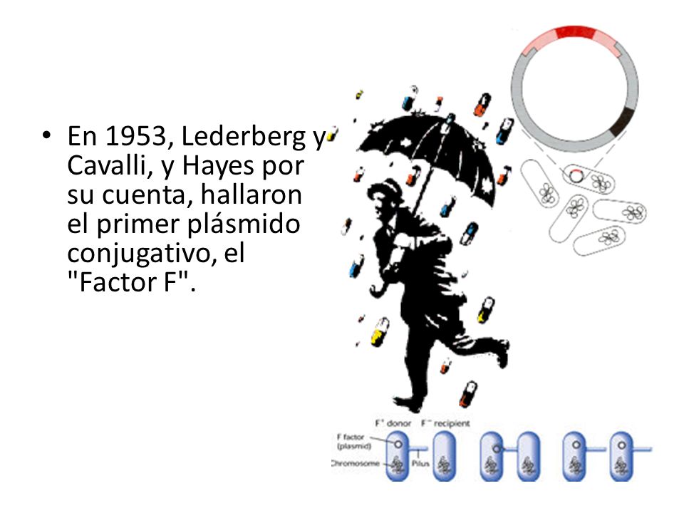 En 1953, Lederberg y Cavalli, y Hayes por su cuenta, hallaron el primer plásmido conjugativo, el Factor F .