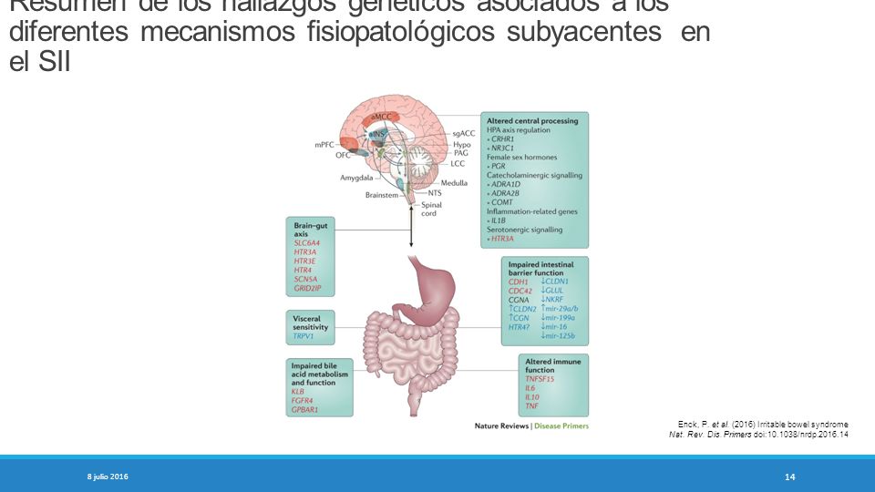Resumen de los hallazgos genéticos asociados a los diferentes mecanismos fisiopatológicos subyacentes en el SII