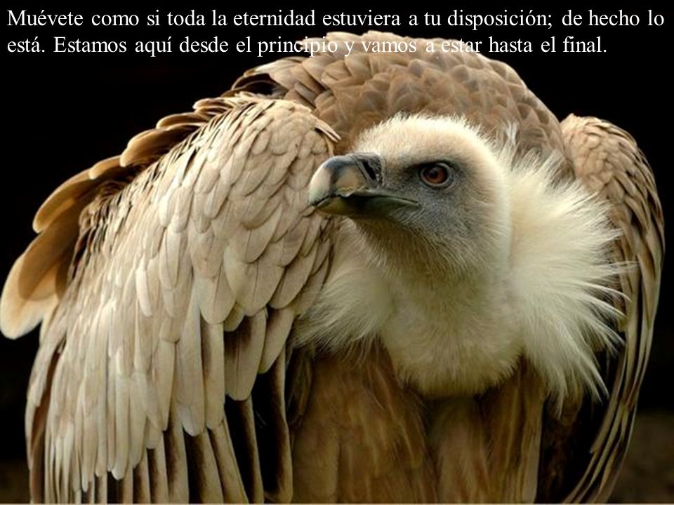 Muévete como si toda la eternidad estuviera a tu disposición; de hecho lo está.