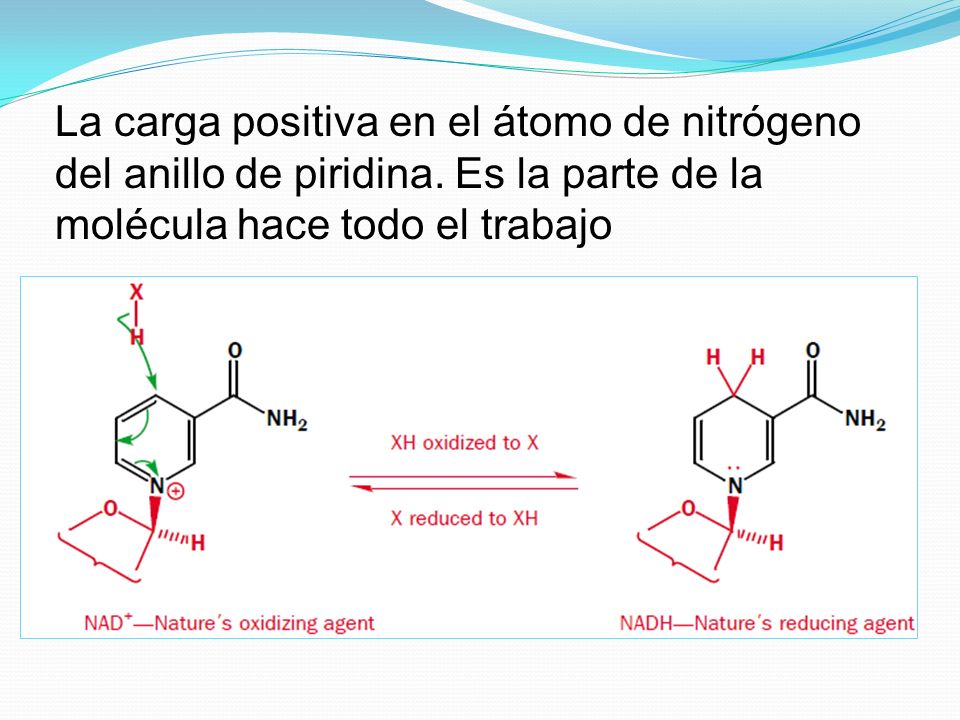 La carga positiva en el átomo de nitrógeno del anillo de piridina