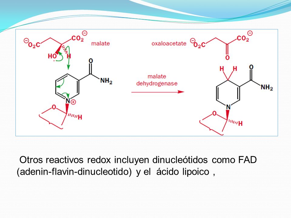 Otros reactivos redox incluyen dinucleótidos como FAD (adenin-flavin-dinucleotido) y el ácido lipoico ,
