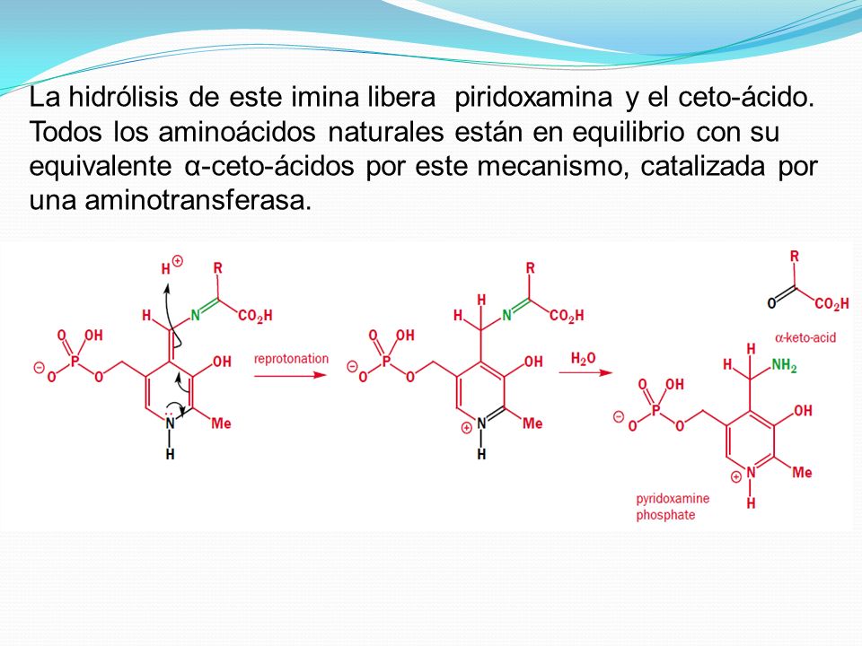 La hidrólisis de este imina libera piridoxamina y el ceto-ácido