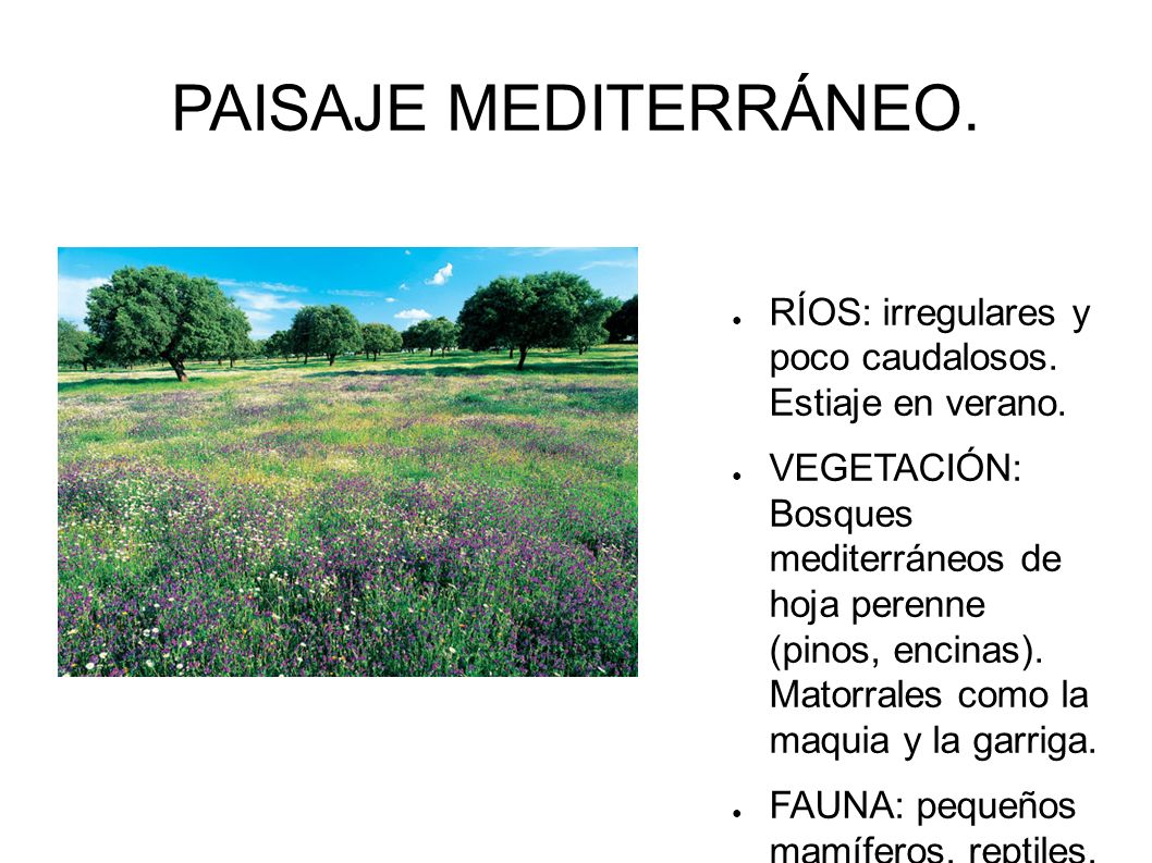 PAISAJE MEDITERRÁNEO. RÍOS: irregulares y poco caudalosos. Estiaje en verano.