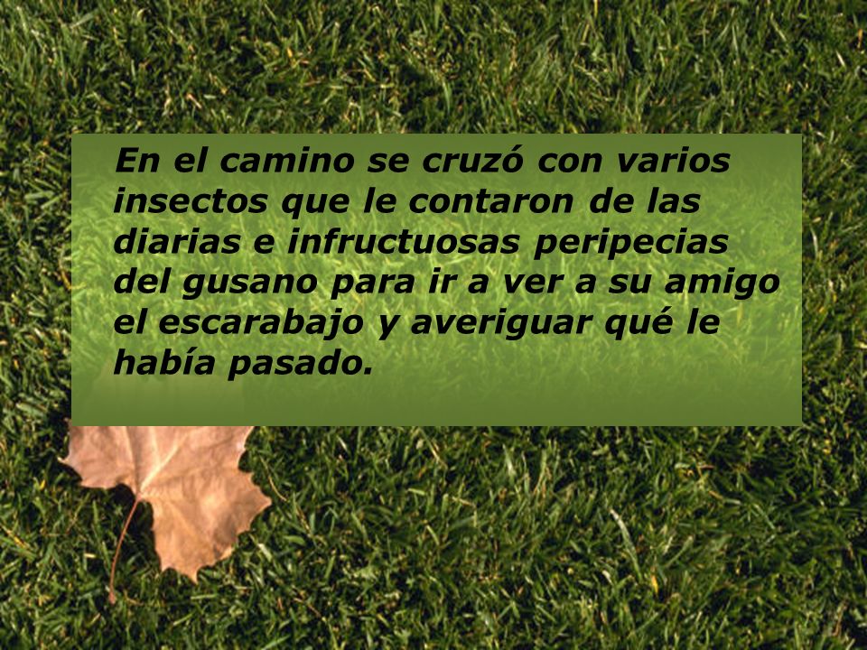 En el camino se cruzó con varios insectos que le contaron de las diarias e infructuosas peripecias del gusano para ir a ver a su amigo el escarabajo y averiguar qué le había pasado.