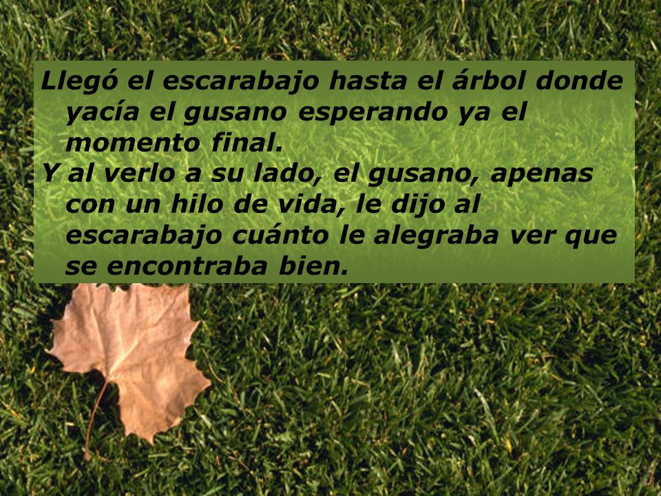 Llegó el escarabajo hasta el árbol donde yacía el gusano esperando ya el momento final.