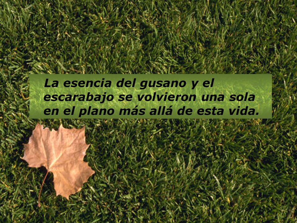 La esencia del gusano y el escarabajo se volvieron una sola en el plano más allá de esta vida.