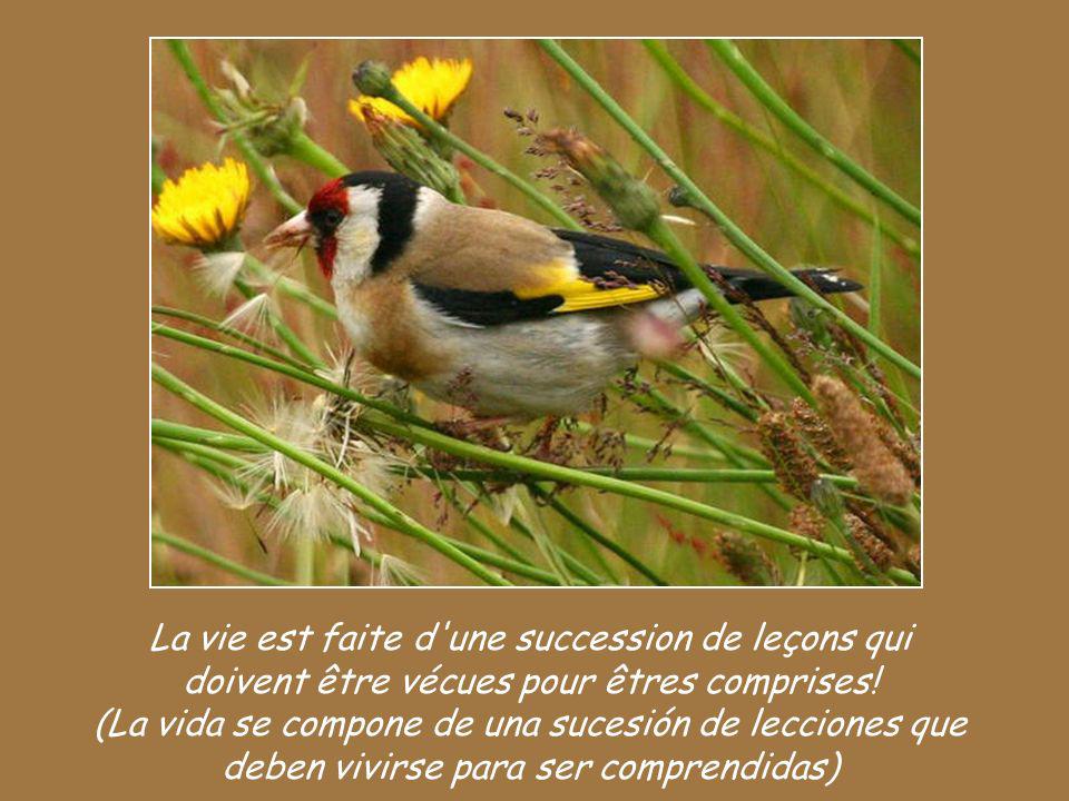 La vie est faite d une succession de leçons qui doivent être vécues pour êtres comprises.