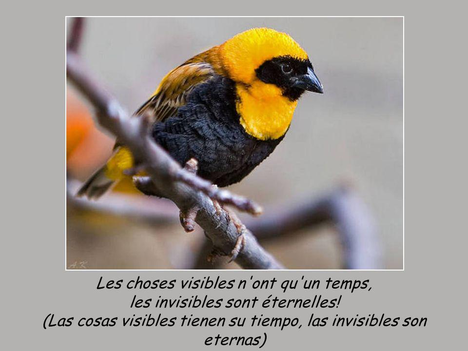 Les choses visibles n ont qu un temps, les invisibles sont éternelles
