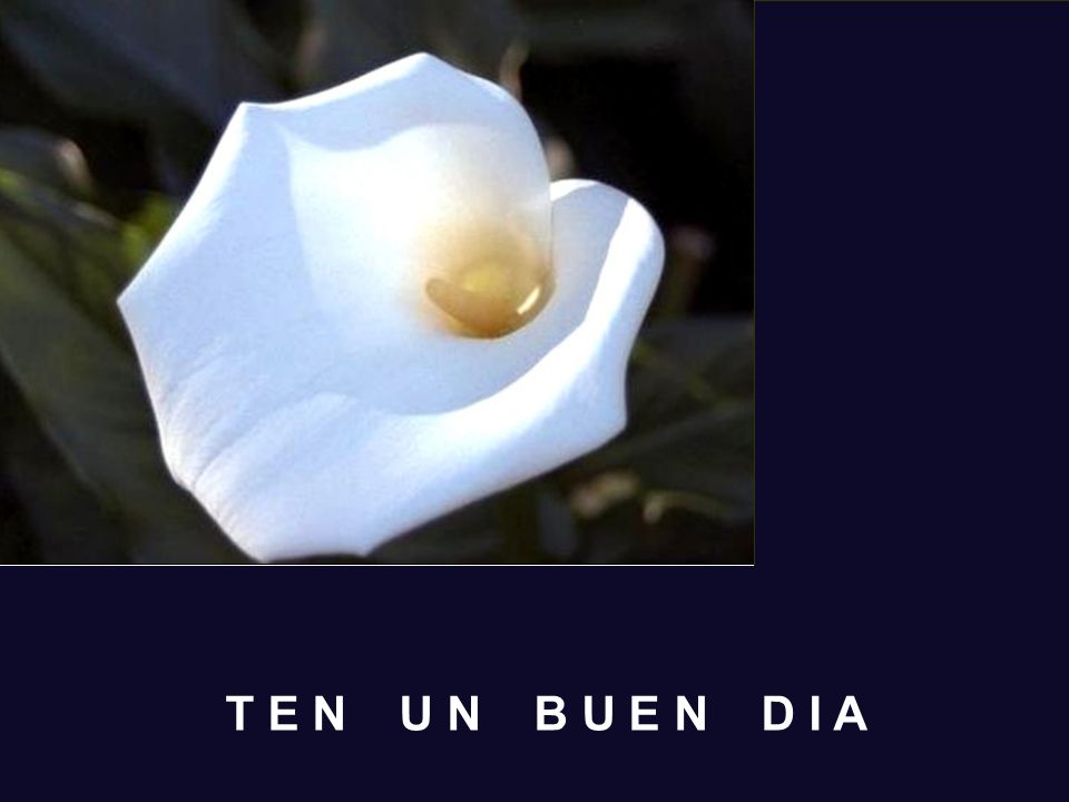 T E N U N B U E N D I A