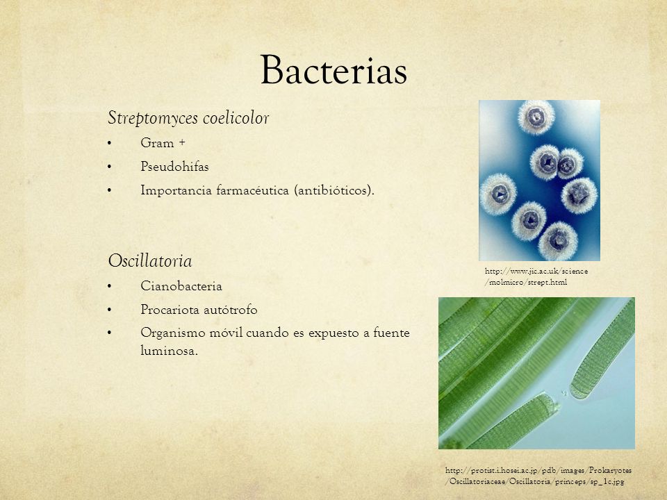 Bacterias Streptomyces coelicolor Oscillatoria Gram + Pseudohifas