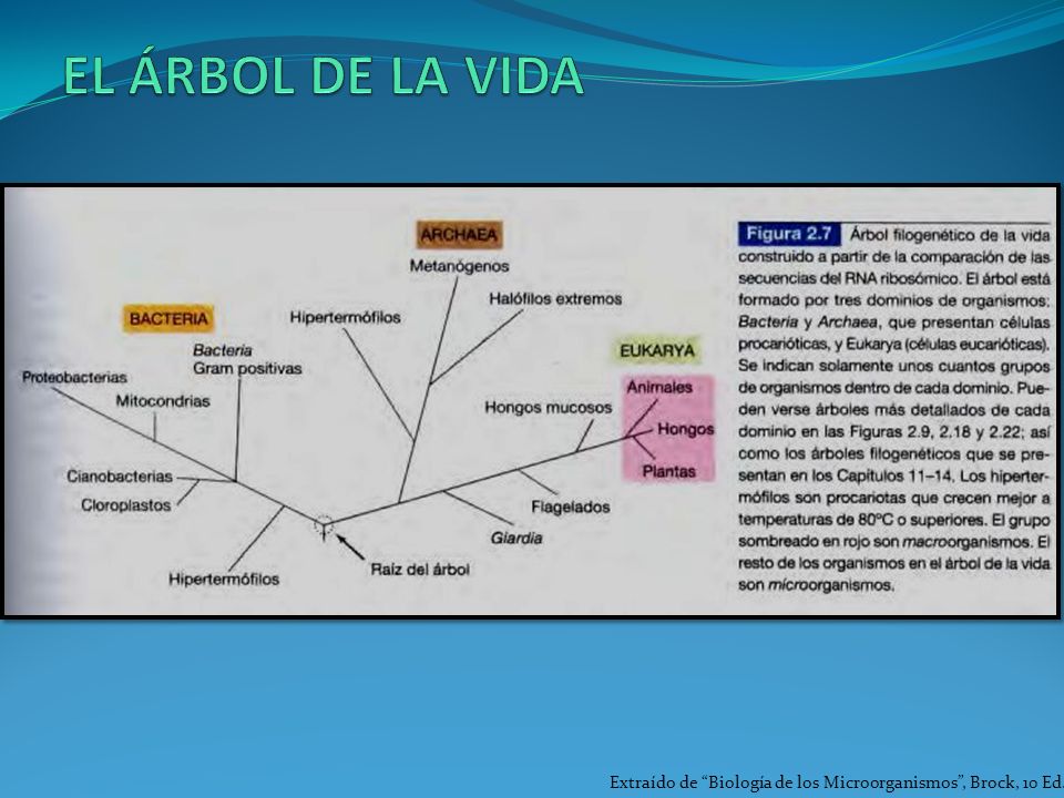 EL ÁRBOL DE LA VIDA Extraído de Biología de los Microorganismos , Brock, 10 Ed.