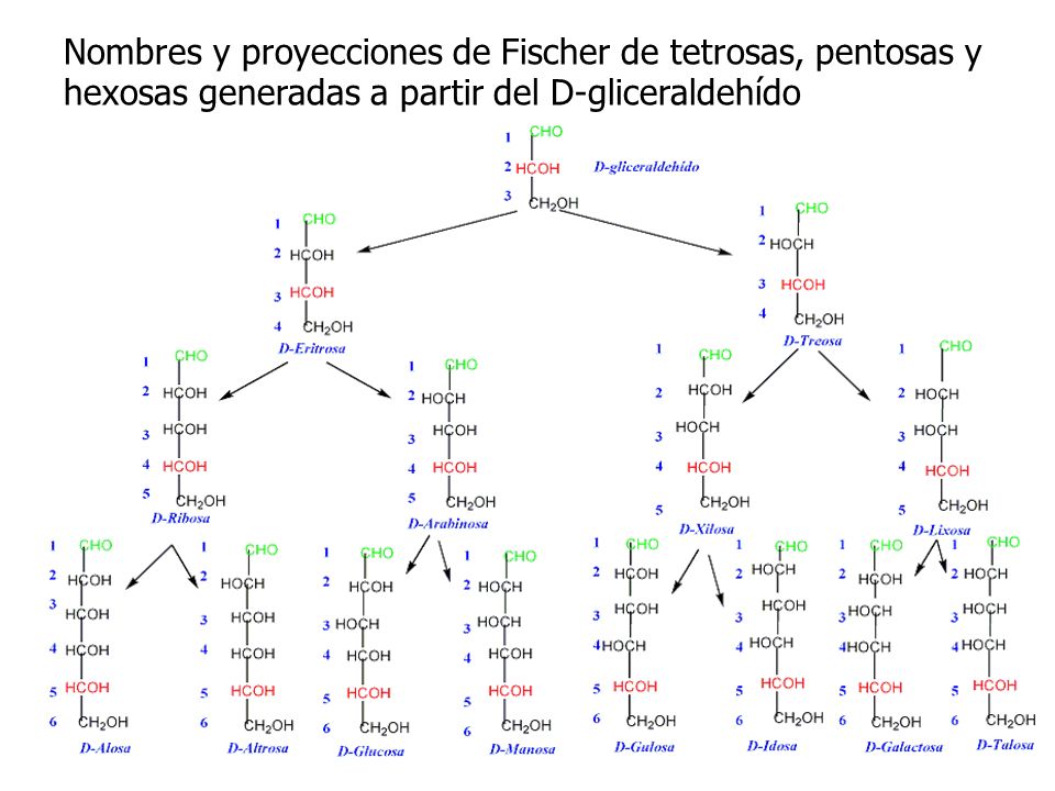 Nombres y proyecciones de Fischer de tetrosas, pentosas y hexosas generadas a partir del D-gliceraldehído