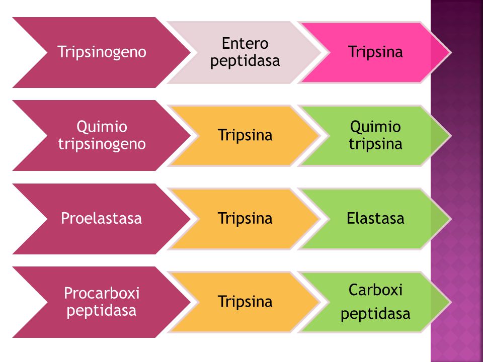 Tripsinogeno Entero peptidasa. Tripsina. Quimio tripsinogeno. Quimio tripsina. Proelastasa. Elastasa.
