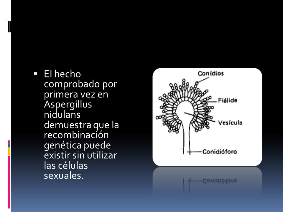 El hecho comprobado por primera vez en Aspergillus nidulans demuestra que la recombinación genética puede existir sin utilizar las células sexuales.