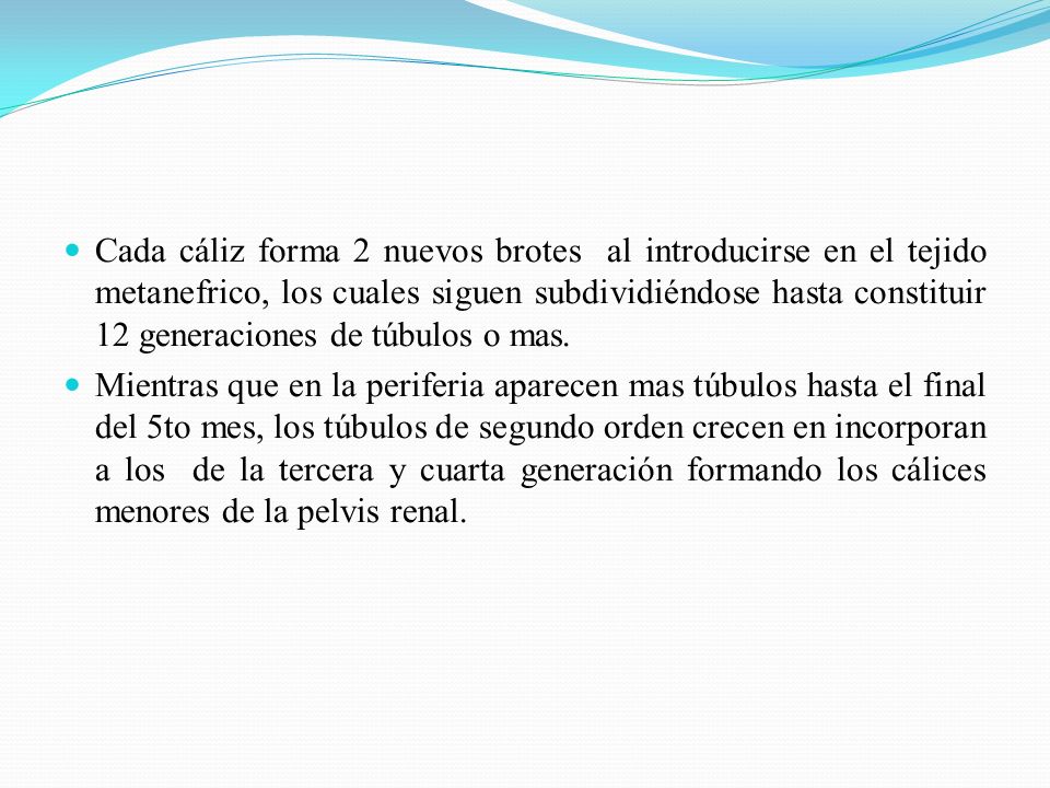 Cada cáliz forma 2 nuevos brotes al introducirse en el tejido metanefrico, los cuales siguen subdividiéndose hasta constituir 12 generaciones de túbulos o mas.