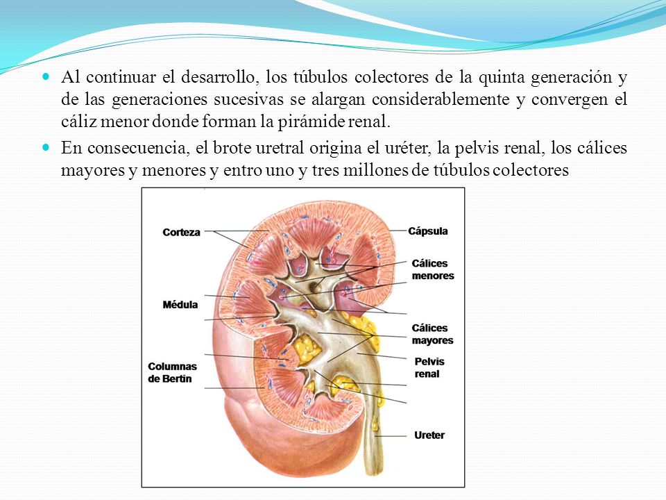 Al continuar el desarrollo, los túbulos colectores de la quinta generación y de las generaciones sucesivas se alargan considerablemente y convergen el cáliz menor donde forman la pirámide renal.