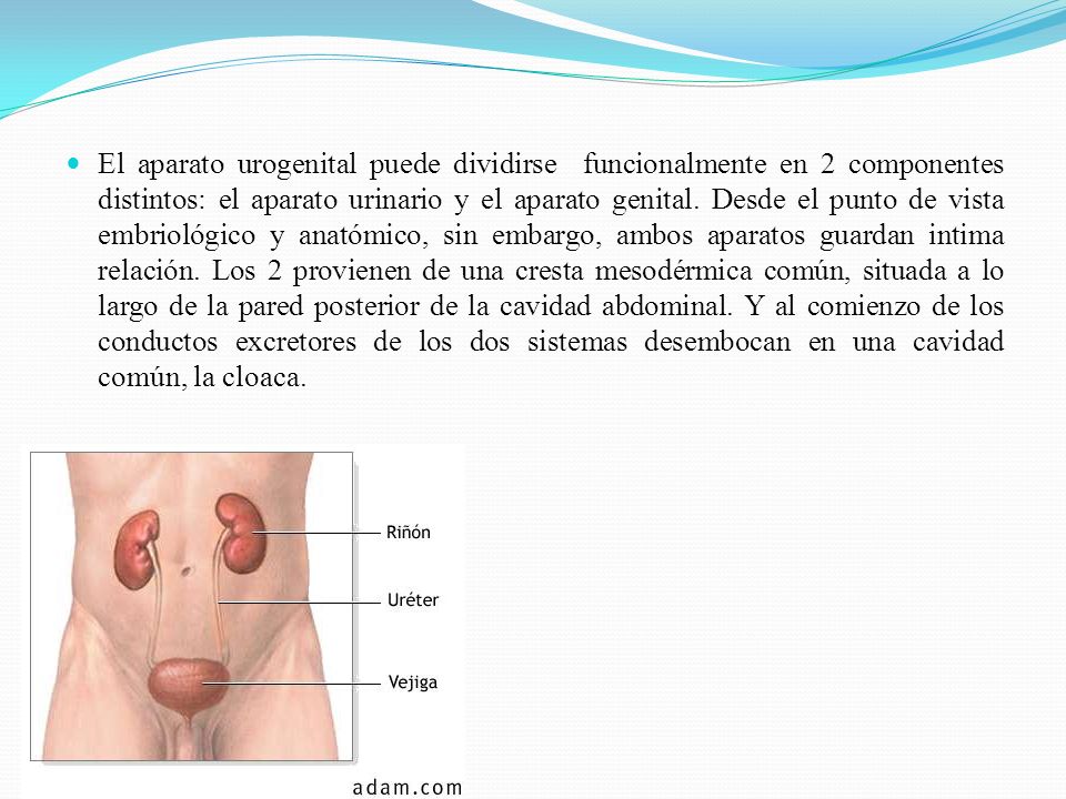 El aparato urogenital puede dividirse funcionalmente en 2 componentes distintos: el aparato urinario y el aparato genital.