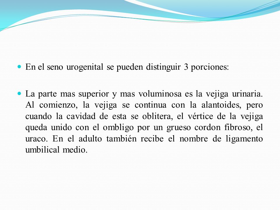 En el seno urogenital se pueden distinguir 3 porciones: