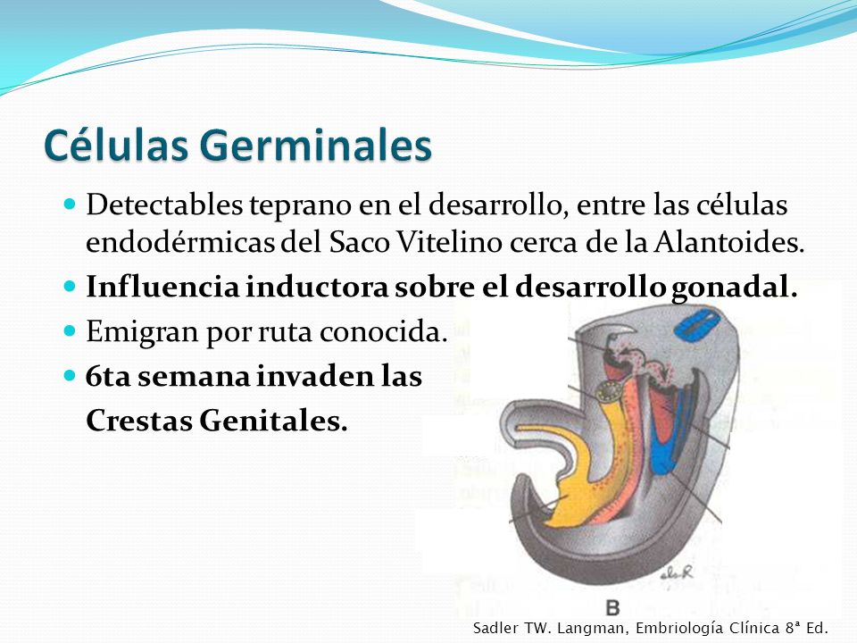 Células Germinales Detectables teprano en el desarrollo, entre las células endodérmicas del Saco Vitelino cerca de la Alantoides.