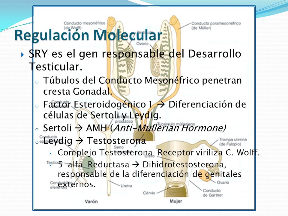 Regulación Molecular SRY es el gen responsable del Desarrollo Testicular. Túbulos del Conducto Mesonéfrico penetran cresta Gonadal.