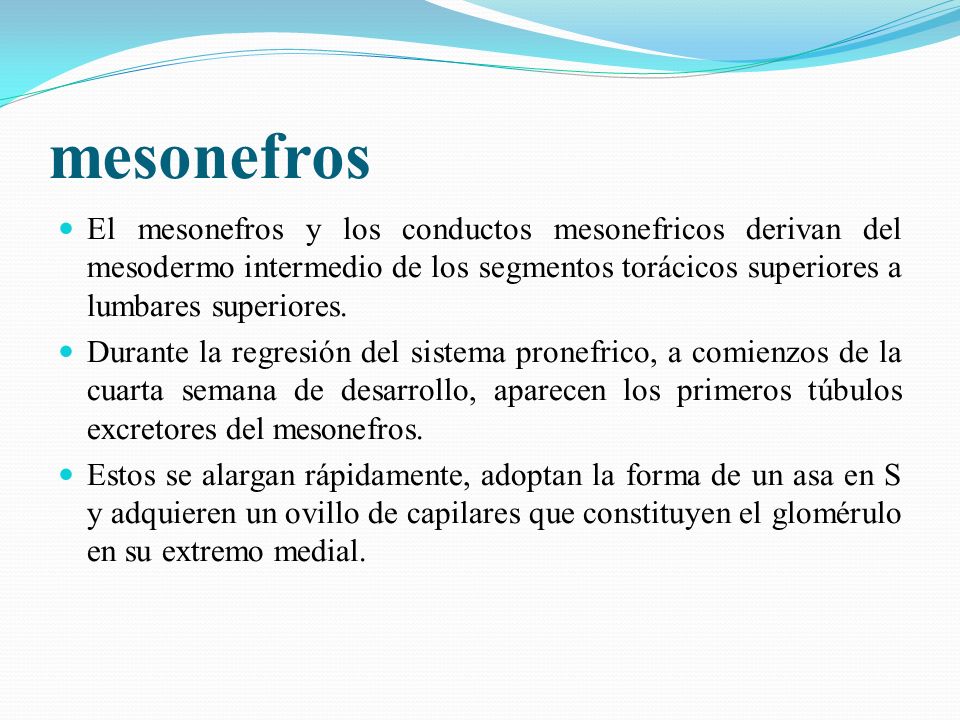 mesonefros El mesonefros y los conductos mesonefricos derivan del mesodermo intermedio de los segmentos torácicos superiores a lumbares superiores.
